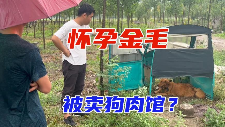 鬼谷子高手資料大全六肖,曼海姆汽車沖撞人群事件,詳細(xì)釋義解釋落實(shí)_終極版V10.71